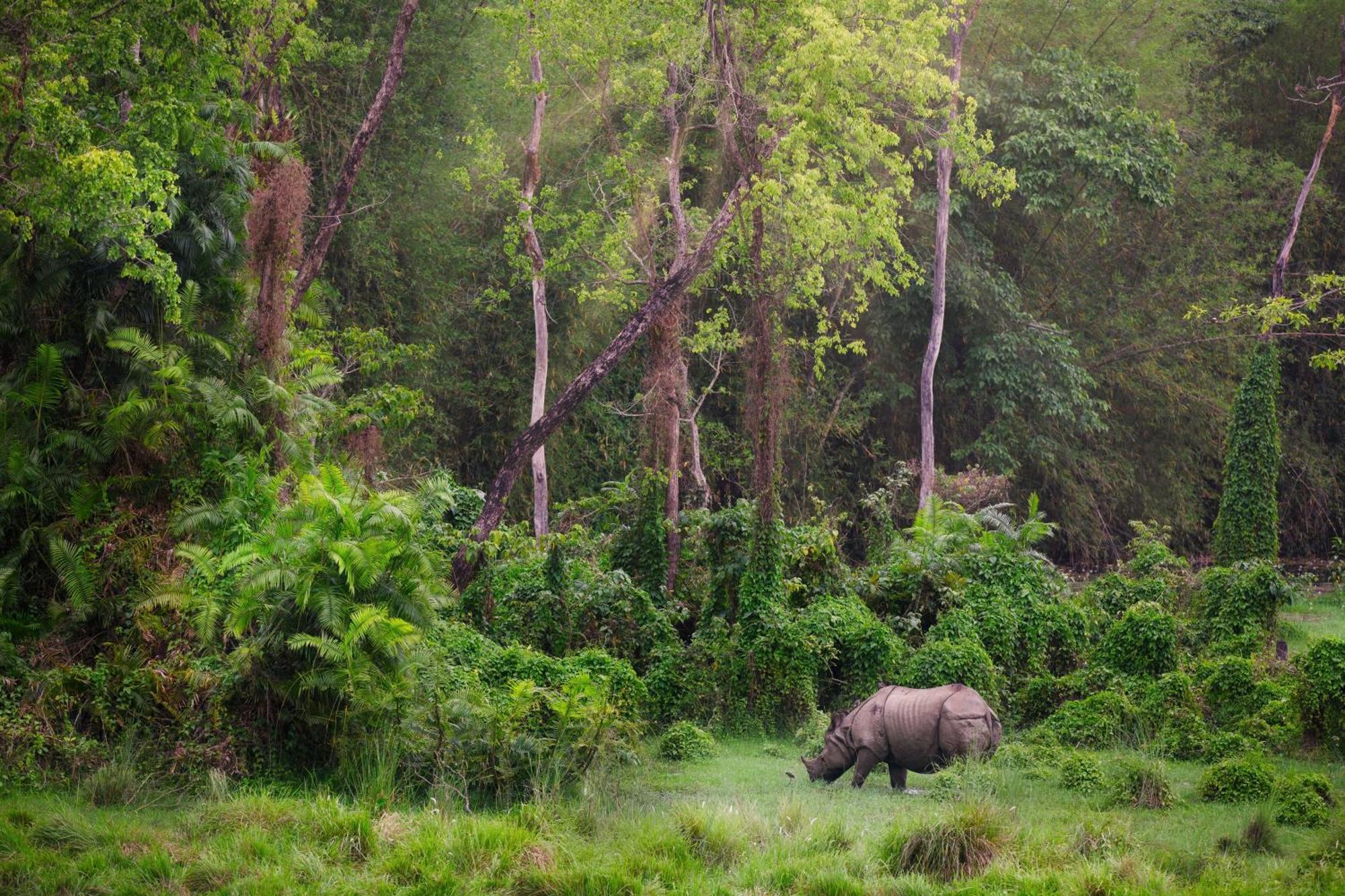 Green Mansions Jungle Resort Sauraha Esterno foto