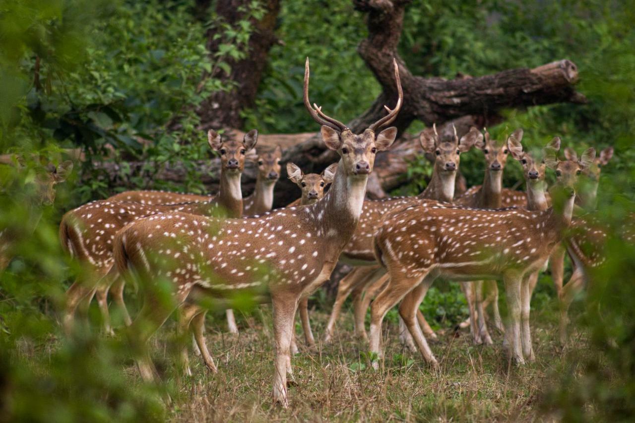 Green Mansions Jungle Resort Sauraha Esterno foto